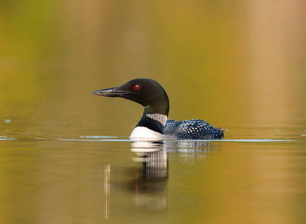 istock Common loon in a lake in northern Quebec Canada. 1073308424