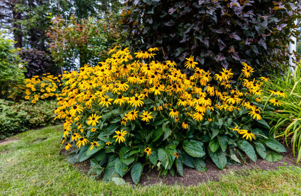 istock Black eyed Susan's. 1073310288