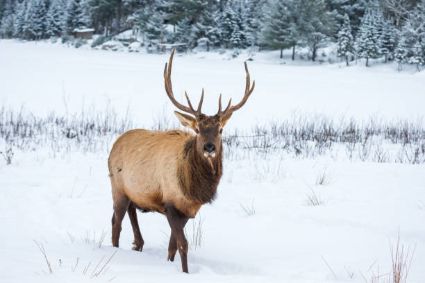 istock Elk in a snow landscape. 1073312136