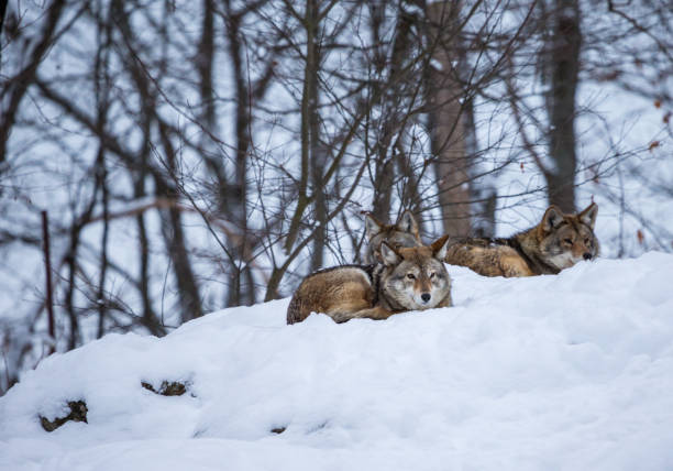 Coyote Animals In The Wild Animal Camouflage Stock Photos, Pictures &  Royalty-Free Images - iStock