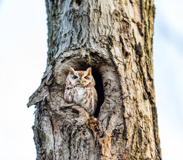 istock Screech Owl and owlet at nesting site. 1073317660