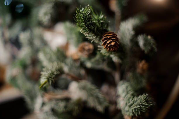 istock Background of evergreen tree with small brown cone 1073322124