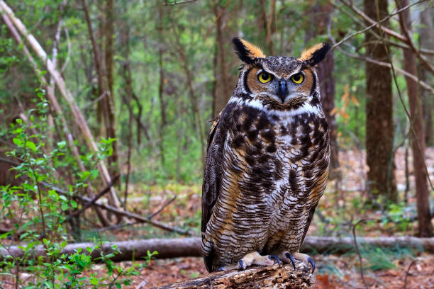Great Horned Owl Standing on a Tree Log stock photo