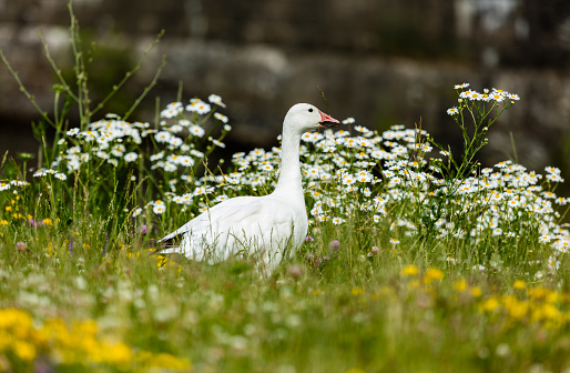 Snow goose in a field of yellow wild flowers, Quebec, Canada.