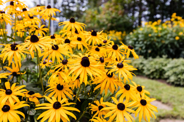 블랙 아이드 수잔의. - yellow flower black eyed susan summer 뉴스 사진 이미지