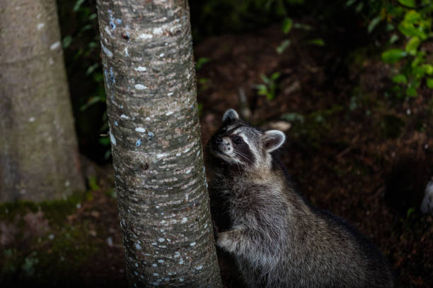 Red furred Raccoon. A reddish fur variety of Raccoon searching for food in a boreal forest in Quebec, Canada. red panda small panda raccoon family stock pictures, royalty-free photos & images