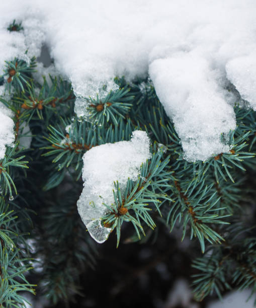 istock Green fluffy fir tree branch in the snow 1073333778