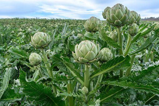 Background from artichokes. Multicolor artichokes. Agricultural products.  Edible buds of thistle. Green food.