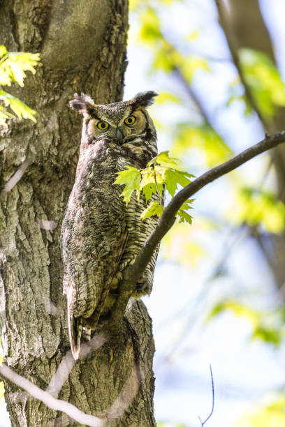 istock Great horned owl or owlet. 1073336168