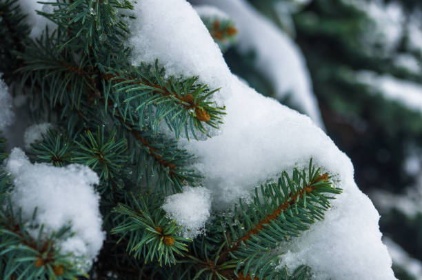 istock Green fluffy fir tree branch in the snow 1073341060