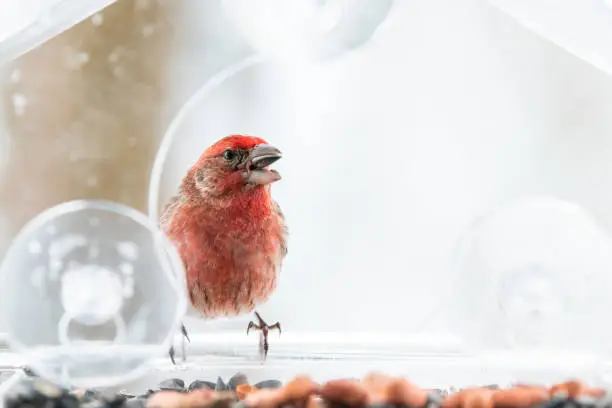Closeup of red male house finch bird sitting perched on glass window feeder perch, holding sunflower seed in beak, eating, shelling, cracking seeds in snow, snowing weather in Virginia
