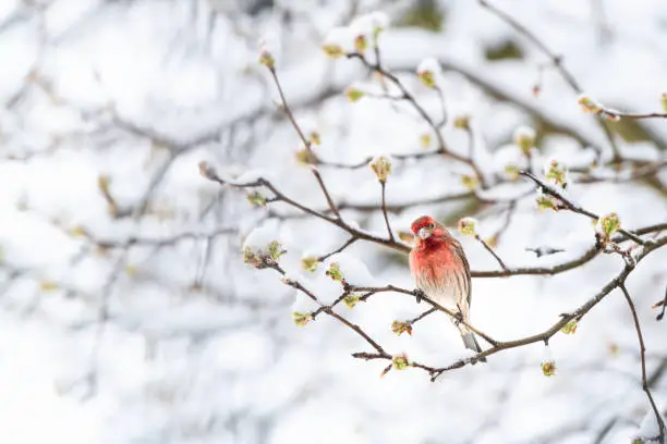 One fluffed, puffed up red male house finch bird perched, sitting on sakura, cherry tree branch, covered in snow with buds during heavy snowing, snowstorm, storm in Virginia