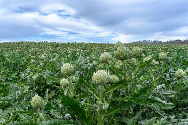 Artichokes (Cynara cardunculus) plants, with ripe artichokes globes ready for harvest, growing on an oceanside field.Taken in Santa Cruz, California, USA