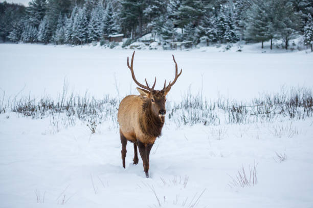 istock Elk in a snow landscape. 1073343032