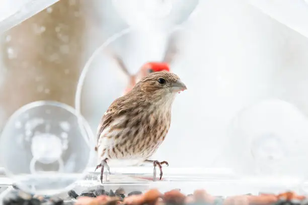 Two, pair, couple, female, red male house finch landing, flying behind in background, male birds perched on glass window bird feeder perch with sunflower seeds, peanuts in snow, snowing, Virginia