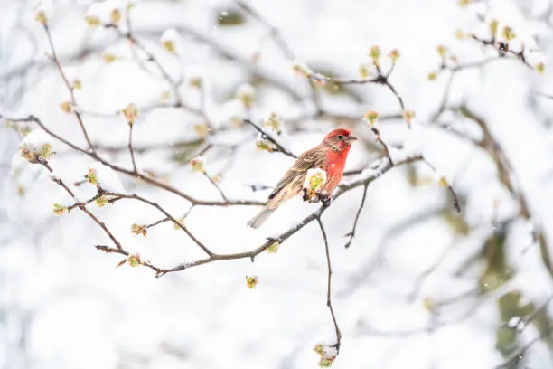 Fluffed, puffed up red male house finch bird perched on sakura, cherry tree branch, covered in snow with buds during heavy snowing, snowstorm, storm in Virginia