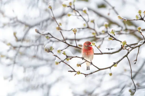 One fluffed, puffed up red male house finch bird perched, sitting on sakura, cherry tree branch, covered in snow, looking down with buds during heavy snowing, snowstorm, storm in Virginia