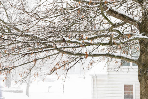 View from window on snowing weather, snowstorm, storm, oak tree branches covered in snow, backyard, front yard with houses, street, residential neighborhood, cars in Fairfax, Virginia