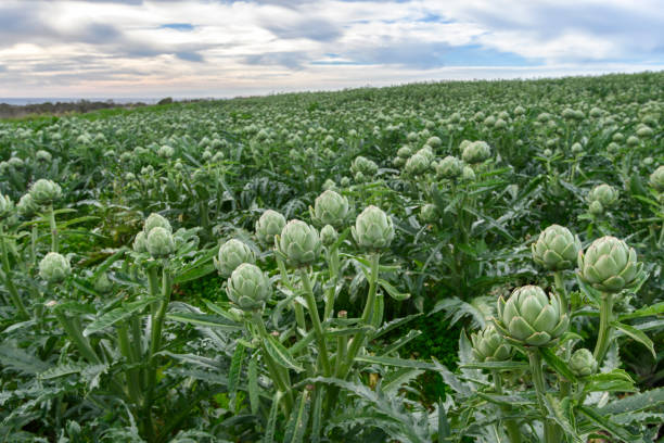 Artichokes (Cynara cardunculus) plants, with ripe artichokes globes ready for harvest, growing on an oceanside field.Taken in Santa Cruz, California, USA