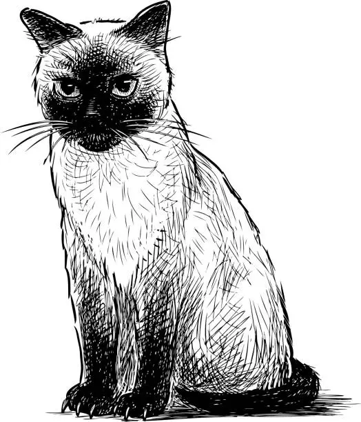 Vector illustration of A hand drawing of a sitting siamese kitten