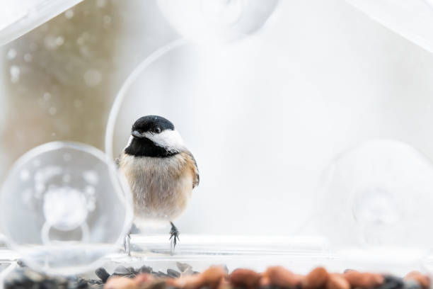 istock Closeup of one chickadee bird sitting perched on plastic glass window feeder perch, sunny day, looking during heavy snow, snowing, snowstorm on sunny day in Virginia 1073345642