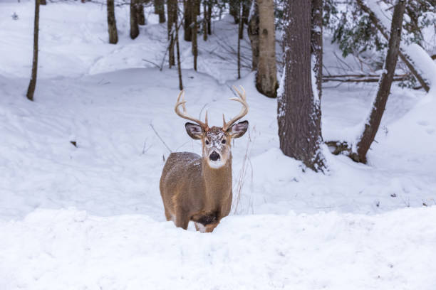 istock Elk in a snow landscape. 1073345660
