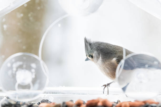 istock One tufted titmouse perched on plastic window bird feeder perch on suction cups with sunflower seeds, peanut nut, looking down, eye during snow, snowing, Virginia 1073345672