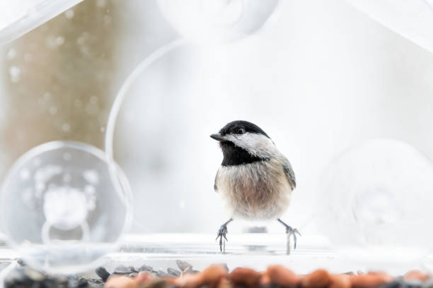 istock Closeup of chickadee bird back sitting perched on plastic glass window feeder perch, sunny day, looking during heavy snow, snowing, snowstorm on sunny day in Virginia 1073346176