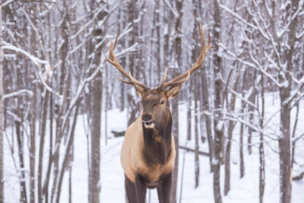 istock Elk in a snow landscape. 1073346994