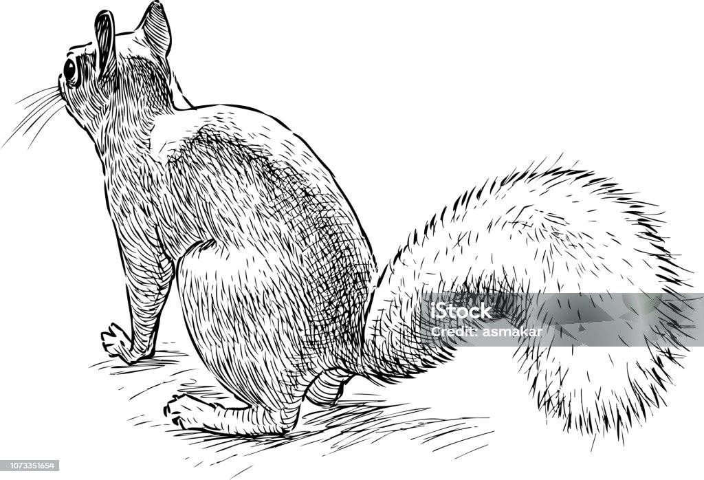 Ilustración de Un Dibujo De Una Ardilla Ágil Bosque y más Vectores Libres  de Derechos de Ardilla - Ardilla, Cola - Parte del cuerpo animal, Croquis -  iStock