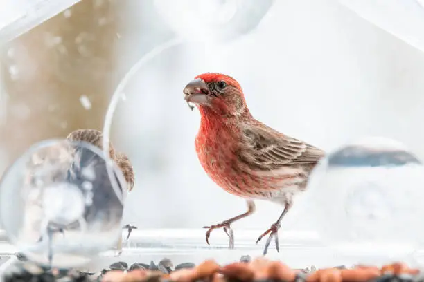 Two, pair, couple, gray female, red male house finch birds closeup sitting perched on window feeder perch, cracking, holding in beak, shelling, eating sunflower seeds, cold, snow snowing, Virginia