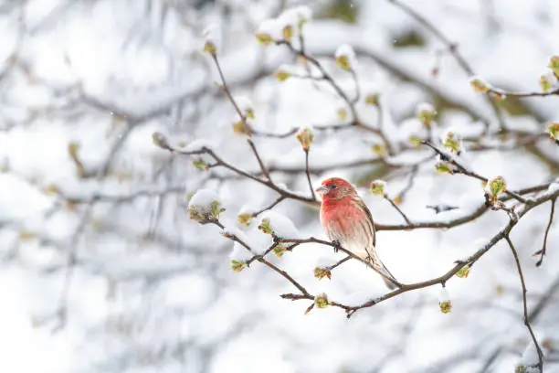 One fluffed up, puffed chest red male house finch bird perched on sakura, cherry tree branch covered in snow with buds during heavy snowing, snowstorm, storm in Virginia
