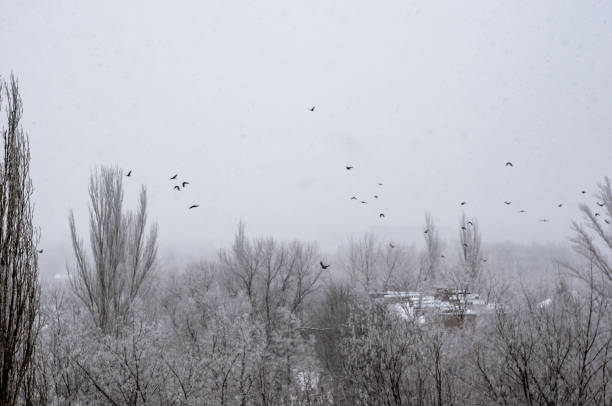 Winter urban landscape - snow storm, snow covered trees and black birds
