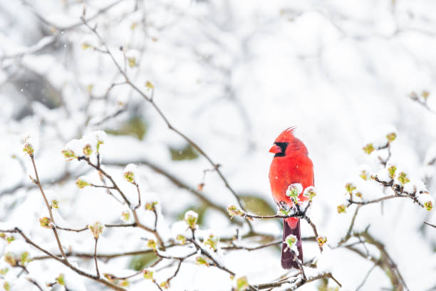 Closeup of fluffed, puffed up red male cardinal bird, looking, perched on sakura, cherry tree branch, covered in falling snow with buds, heavy snowing, cold snowstorm, storm, Virginia stock photo