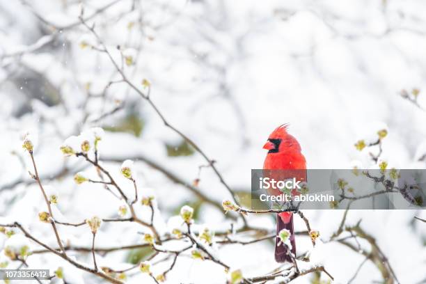 Closeup Of Fluffed Puffed Up Red Male Cardinal Bird Looking Perched On Sakura Cherry Tree Branch Covered In Falling Snow With Buds Heavy Snowing Cold Snowstorm Storm Virginia Stock Photo - Download Image Now