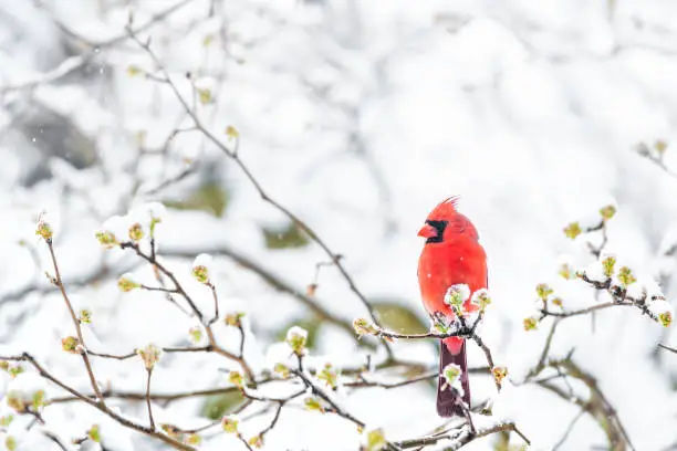 Photo of Closeup of fluffed, puffed up red male cardinal bird, looking, perched on sakura, cherry tree branch, covered in falling snow with buds, heavy snowing, cold snowstorm, storm, Virginia