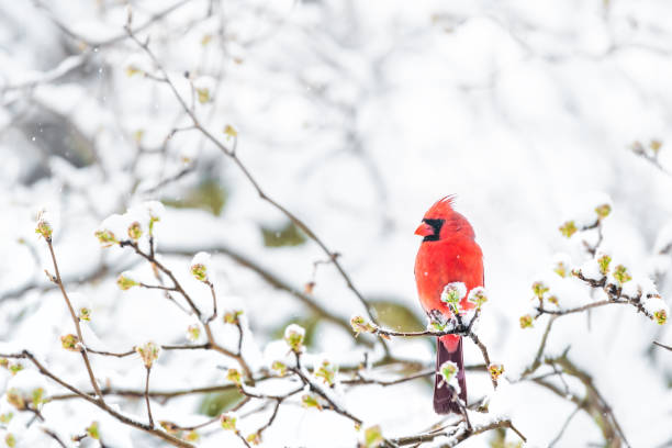 zbliżenie puszystego, dmuchanego czerwonego samca kardynalnego ptaka, patrzącego, siedzącego na sakura, gałęzi drzewa wiśniowego, pokrytego spadającym śniegiem z pąkami, ciężkim śniegiem, zimną śnieżycą, burzą, wirginia - cardinal zdjęcia i obrazy z banku zdjęć