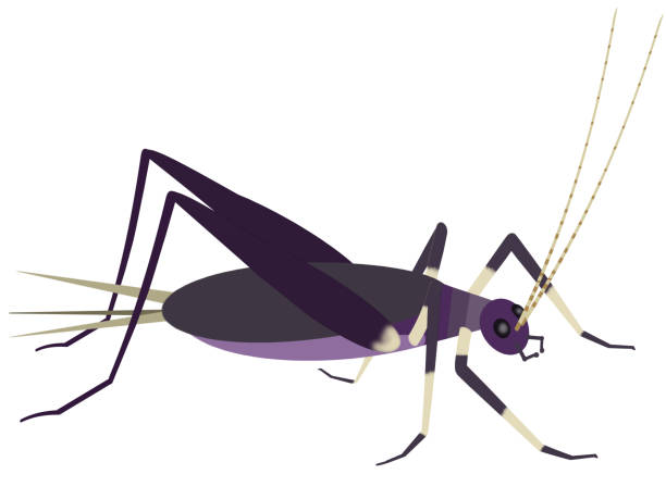 insects A variety of insects. female rhinoceros beetle stock illustrations