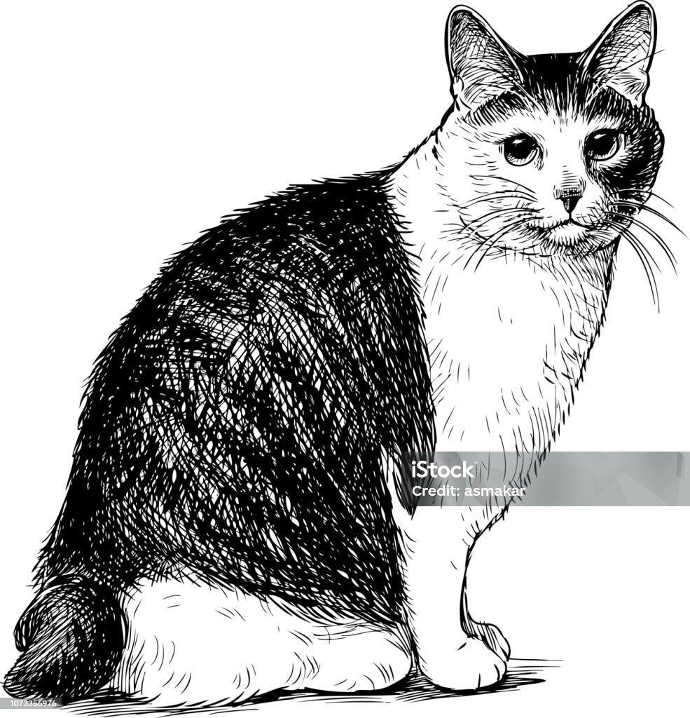 Sketch of a sitting domestic cat Vector drawing of a cute house cat. Domestic Cat stock vector