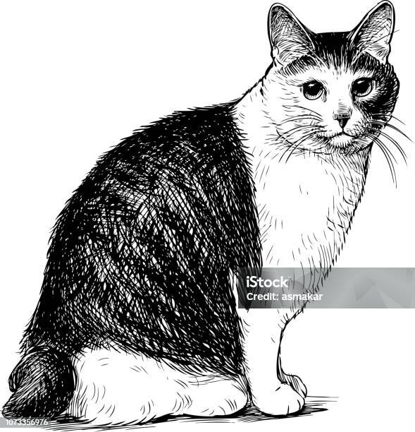 Sketch Of A Sitting Domestic Cat Stock Illustration - Download Image Now - Domestic Cat, Illustration, Sketch
