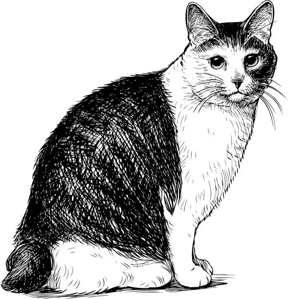 Vector illustration of Sketch of a sitting domestic cat