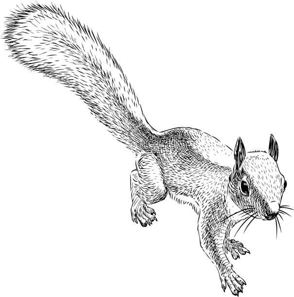 ilustrações, clipart, desenhos animados e ícones de esboço de um esquilo pequena floresta - squirrel