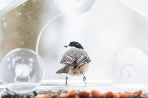 istock Closeup of one chickadee bird back perched on plastic glass window feeder perch, sunny day during heavy snow, snowing, snowstorm on sunny day, Virginia 1073357704