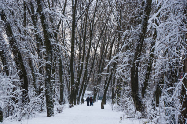 istock snow-covered branches and trees in the city park 1073357774