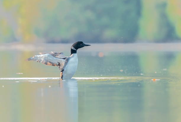 istock Common loon in a lake in northern Quebec Canada. 1073360238