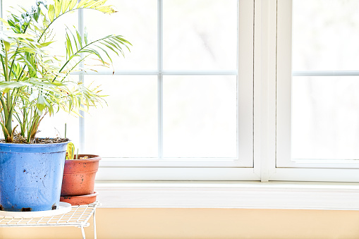 Green potted palm tree and maranta plants in colorful, red, blue pots on stand with pallets by window, natural bright light on floor in house room