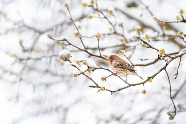 Side of one fluffed, puffed up red male house finch bird perched on sakura, cherry tree branch, covered in snow with buds during heavy snowing, snowstorm, storm in Virginia