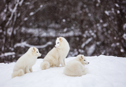 Artic fox family sitting alert in the frozen north of Quebec, Canada.
