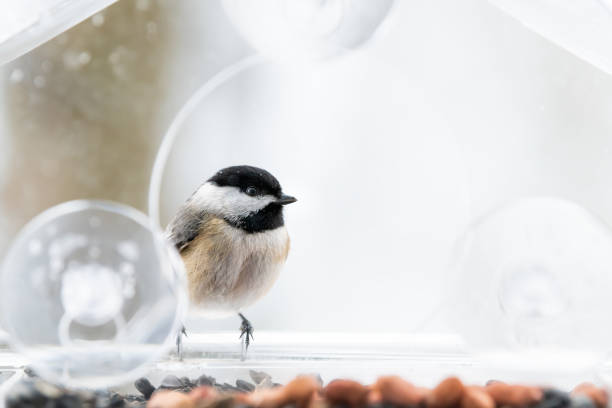 istock Closeup of one chickadee bird sitting perched on plastic glass window feeder perch, sunny day, looking during heavy snow, snowing, snowstorm on sunny day, Virginia 1073365468