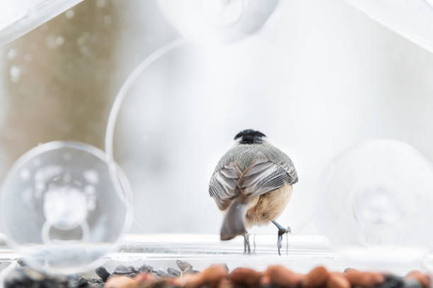 istock Closeup of one chickadee bird back sitting perched on plastic glass window feeder perch, sunny day during heavy snow, snowing, snowstorm on sunny day in Virginia 1073365550